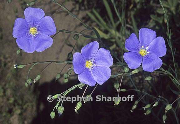 linum lewisii var lewisii 1 graphic